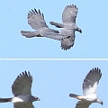 Grey Goshawks over Edge Hill. A female chasing a male by the sizes. <br />Canon 7D + EF400 F5.6L